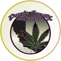 Purple Caper Seeds 