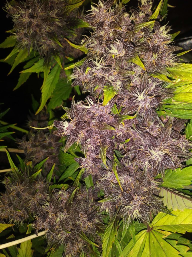 Growing Guide: Purple Runtz Cake Auto Cannabis Seeds