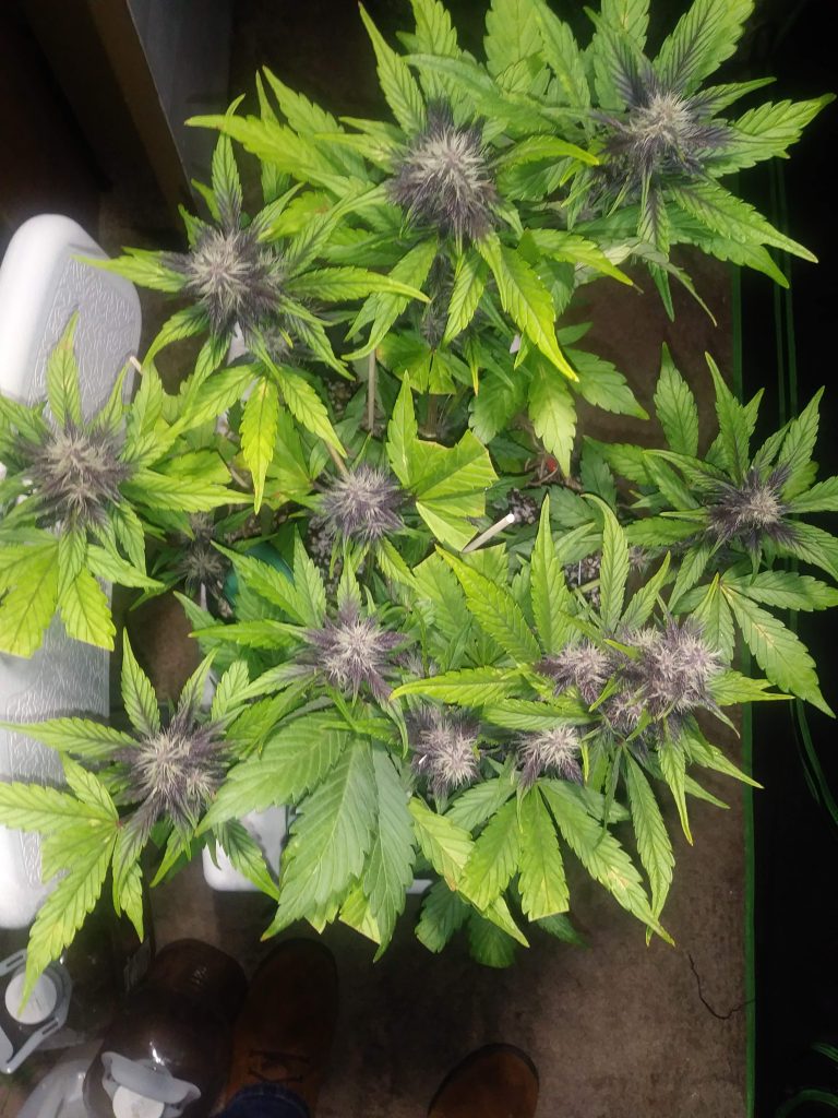 Purple Runtz Cake Auto