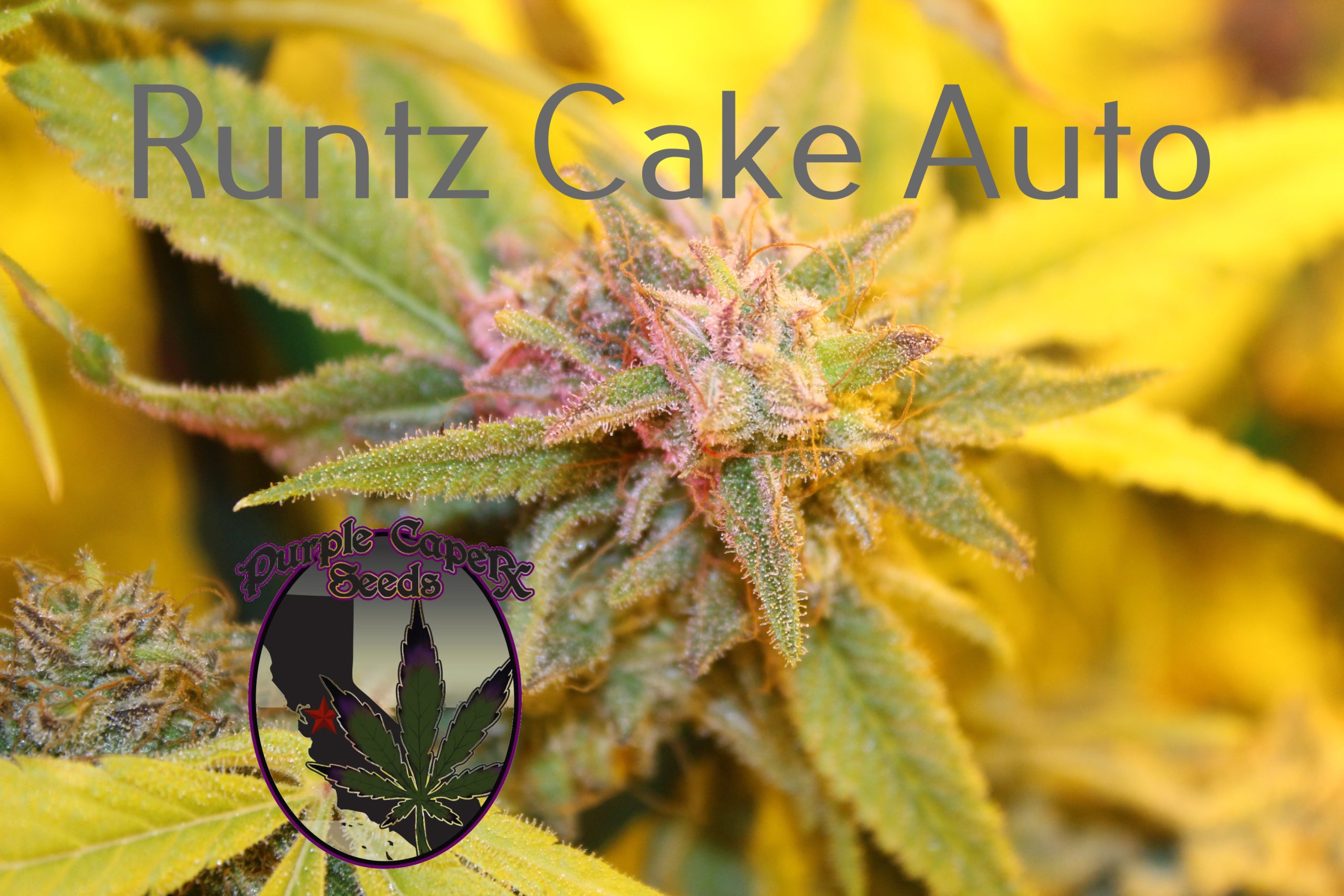 Purple Runtz Cake Auto