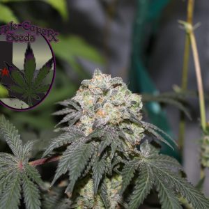 Alien Cookies Cannabis Seeds