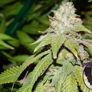 Alien OG Cannabis Seeds