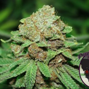 Blackberry Cookies Cannabis Seeds