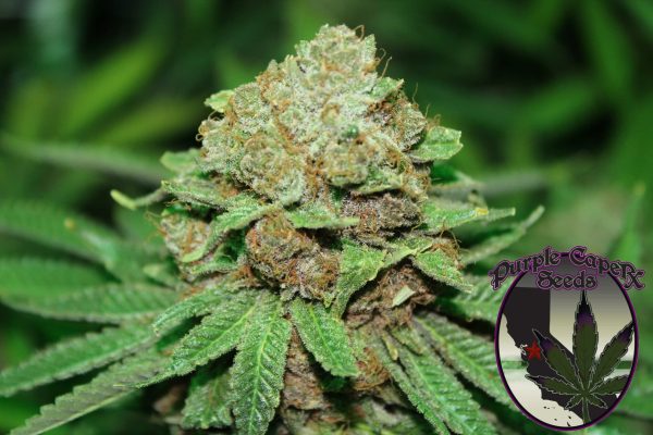 Blackberry Cookies Cannabis Seeds