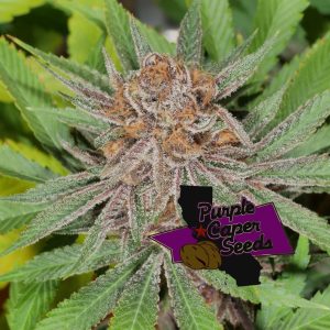 Blackberry Runtz Cake Auto Cannabis Seeds