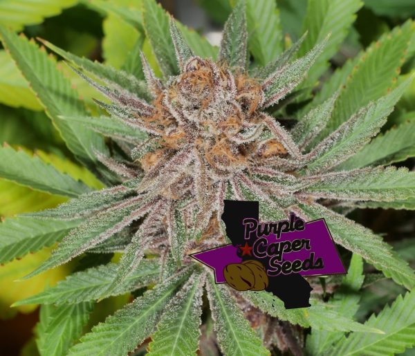 Blackberry Runtz Cake Auto Cannabis Seeds