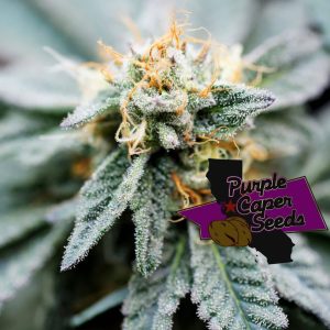 Gold Runtz Cake Auto Cannabis Seeds