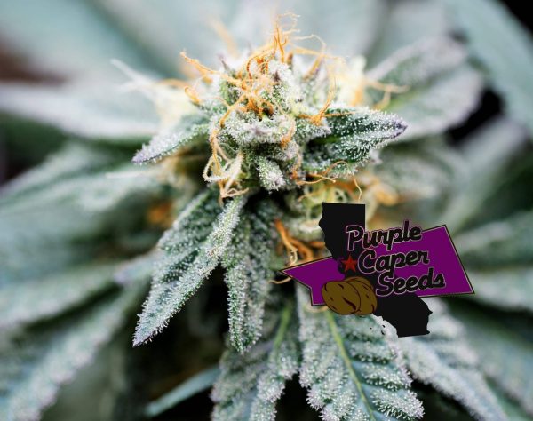 Gold Runtz Cake Auto Cannabis Seeds