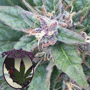 Grape OG Cannabis Seeds