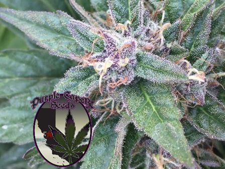 Grape OG Cannabis Seeds – Purple Caper Cannabis Seeds