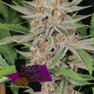 Lilac Runtz Cake Auto Cannabis Seeds