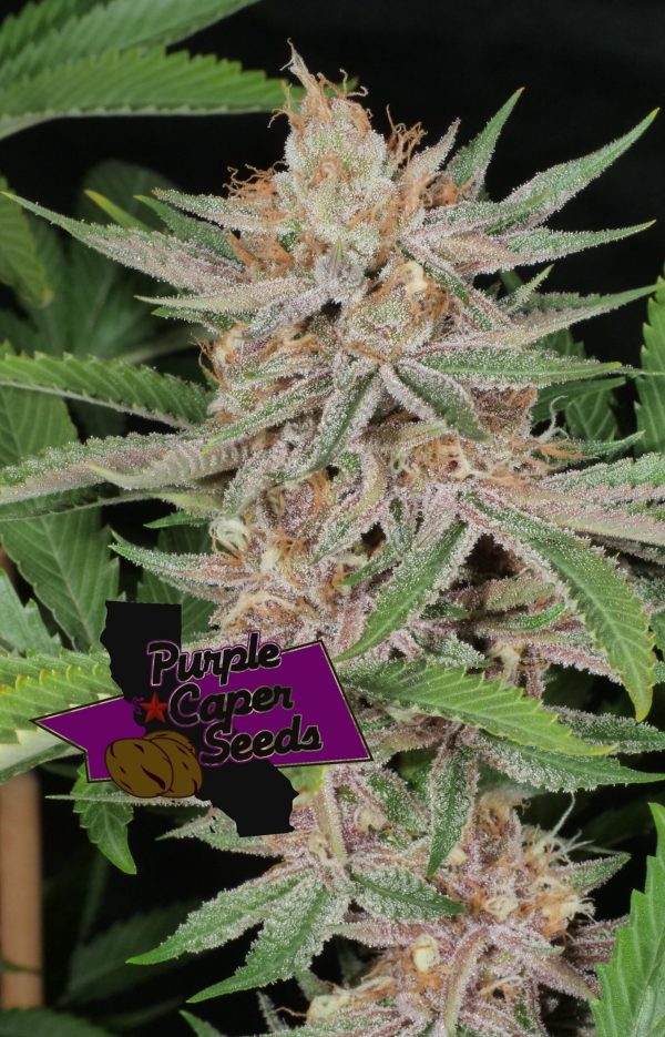 Lilac Runtz Cake Auto Cannabis Seeds