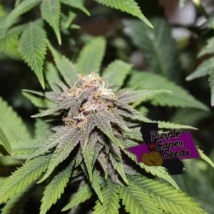 MAC Daddy Cannabis Seeds