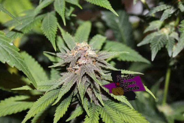 MAC Daddy Cannabis Seeds