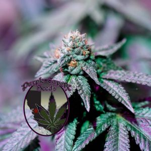 Mjolnir Runtz Cake Auto Cannabis Seeds