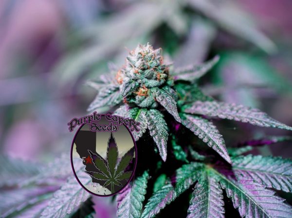 Mjolnir Runtz Cake Auto Cannabis Seeds